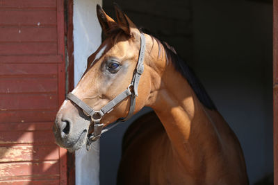 Close-up of horse in stable