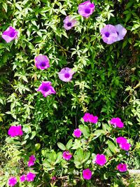 Close-up of purple flowers blooming outdoors