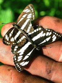 Close-up of butterfly on leaf