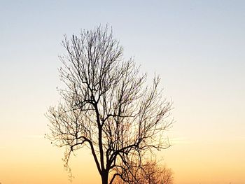 Low angle view of tree against clear sky