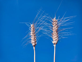 Close-up of dandelion against blue sky