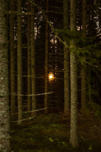 Illuminated trees in forest at night