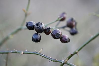 Close-up of berries growing on plant