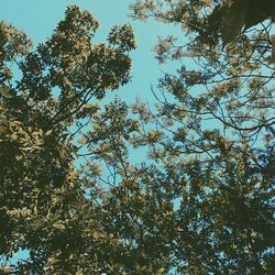 Low angle view of trees against sky