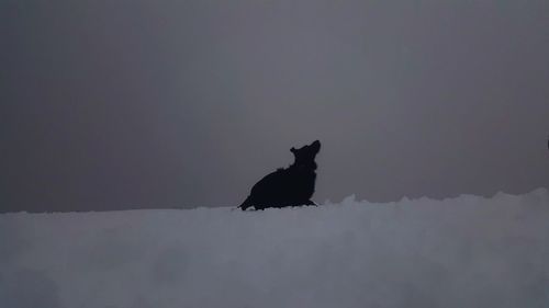 Silhouette bird on snow against sky