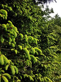 Close-up of green leaves