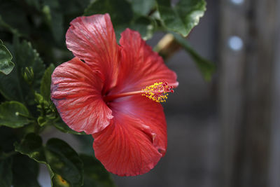 Close-up of red hibiscus flower