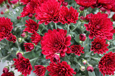 Close-up of red flowering plants