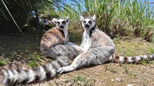 Lemurs sitting on field