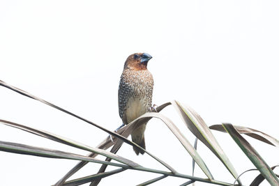 Low angle view of bird perching on cable against clear sky