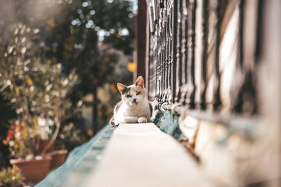 Portrait of cat on footpath