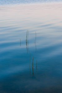 Reeds reflection in lake
