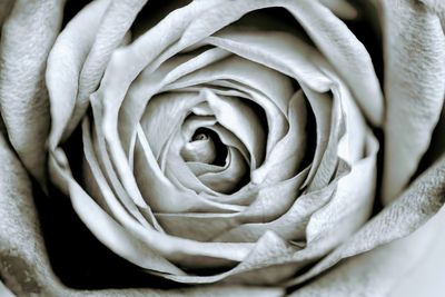 Close-up of white rose