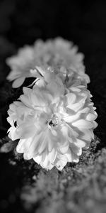 Close-up of white flowers blooming outdoors