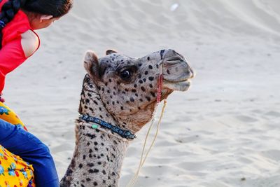 Girl sitting on camel