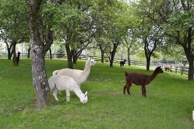 Horses on field against trees