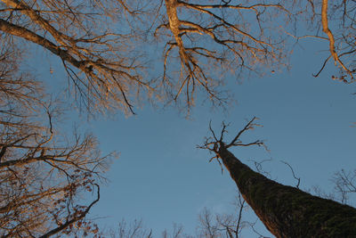 Low angle view of bare tree against clear sky