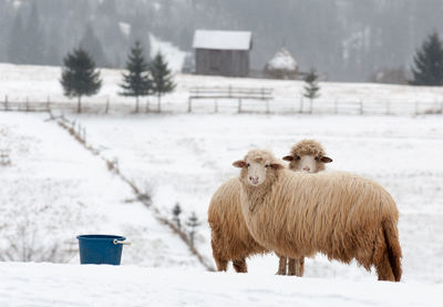Sheep standing by bucket on snow covered land