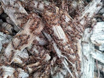 Full frame shot of tree trunk