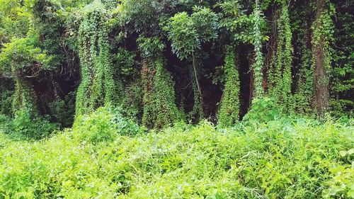 Scenic view of forest