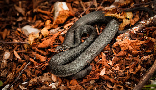 A green whip snake black variant, hierophis carbonarius, in a wood in autumn