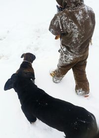 Dog standing on snow