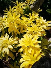 Close-up of yellow flowers blooming outdoors