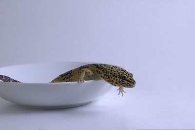Leopard gecko on a white background