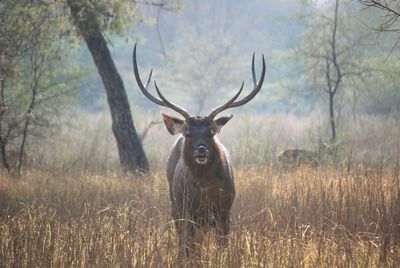 Deer in a field