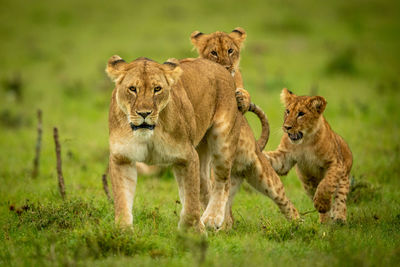 Two cubs attack lioness walking in grass