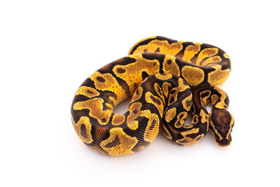 Close-up of a butterfly over white background