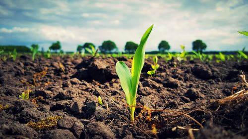 Close-up of plant growing on field