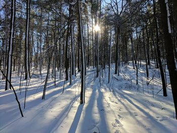 Trees in forest during winter