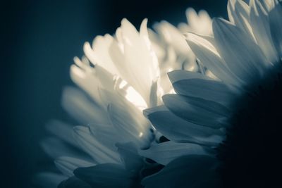 Close-up of flower blooming indoors