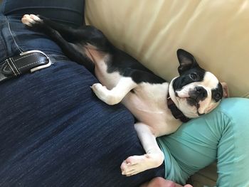 High angle view of dog resting on sofa at home