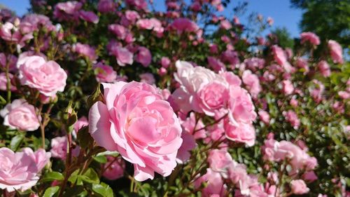 Close-up of pink roses