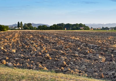 Scenic view of agricultural field against sky