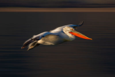 Bird flying against sky