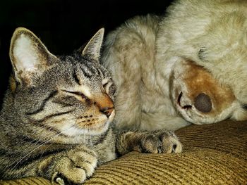 Close-up of a cat sleeping