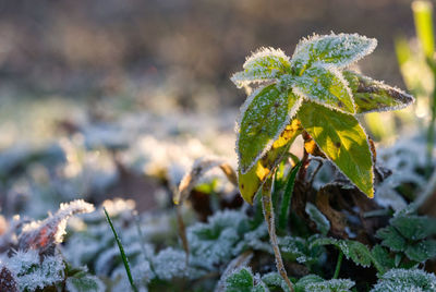 Close-up of frozen plant on field