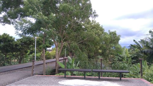 Trees in park