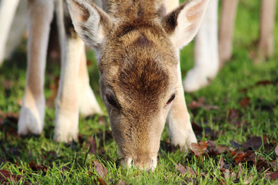 Close-up of a fallow deer grazing in field