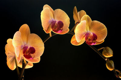 Close-up of pink orchid against black background