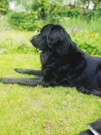Black dog relaxing on field