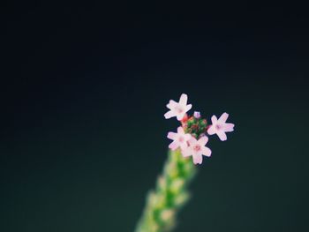 Close-up of pink flowers