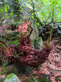 Trees growing in forest