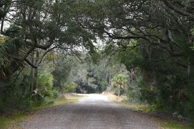 Road amidst trees in forest