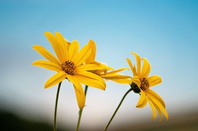 Close-up of yellow flower