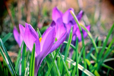 Close-up of purple crocus flowers on field