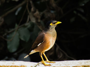 Cute common myna or indian myna  bird sitting 